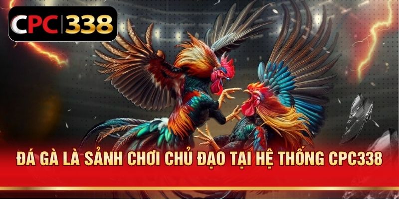 Đá gà là sảnh chơi chủ đạo tại hệ thống CPC338